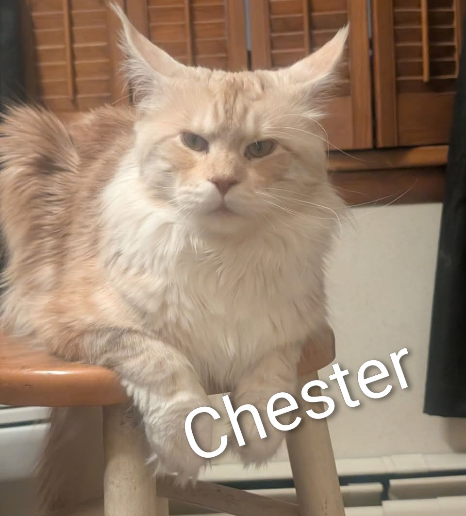 Chester, Maine Coon sire at Koala-T Coons, Chambersburg, PA