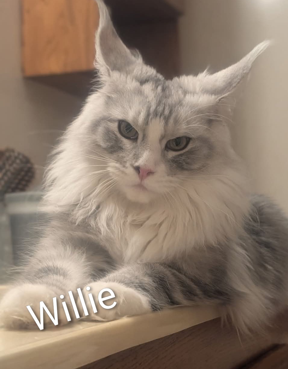 Willie, Maine Coon sire at Koala-T Coons, Chambersburg, PA