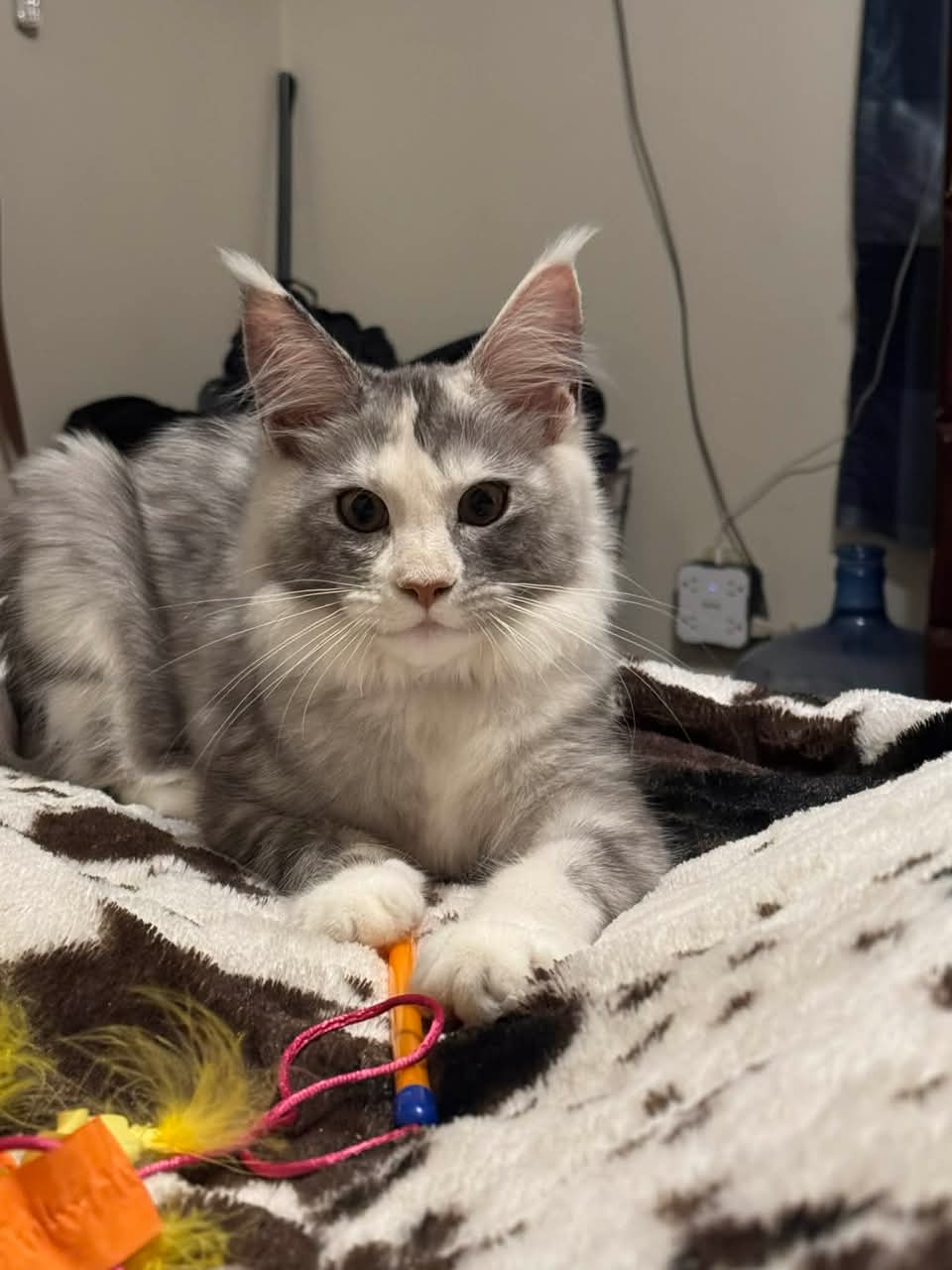 Past litter Maine Coon kitten from Koala-T Coons
