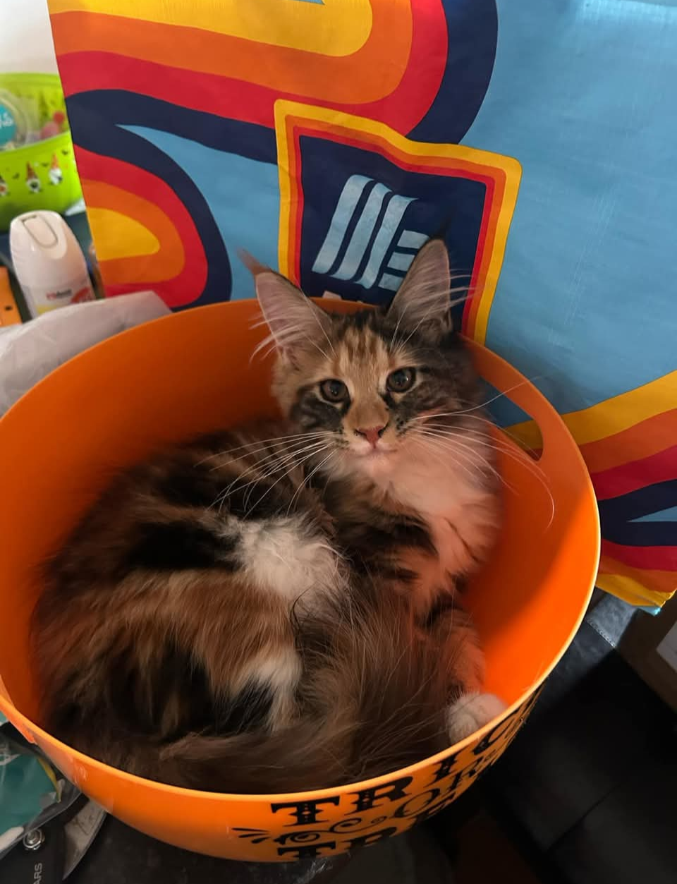 Past litter Maine Coon kitten from Koala-T Coons
