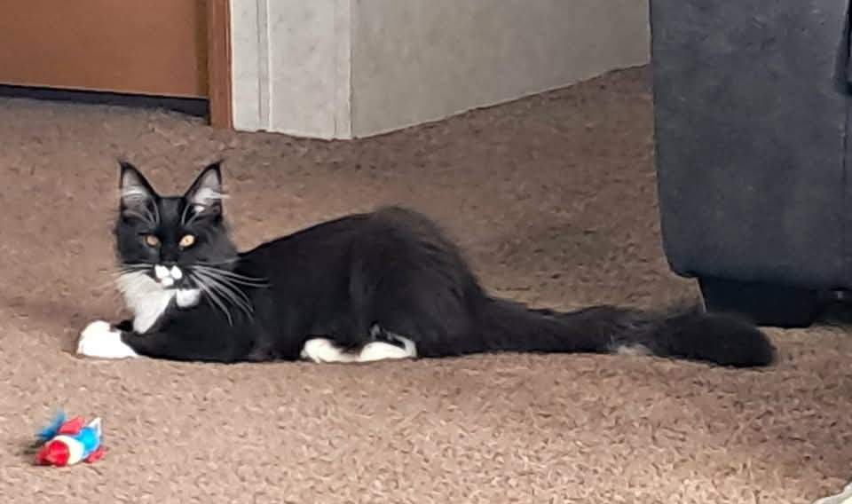 Past litter Maine Coon kitten from Koala-T Coons