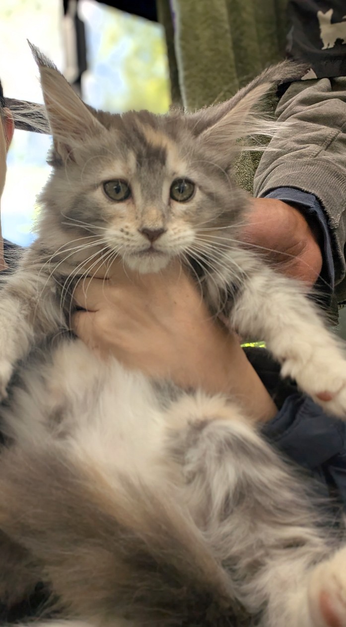Past litter Maine Coon kitten from Koala-T Coons
