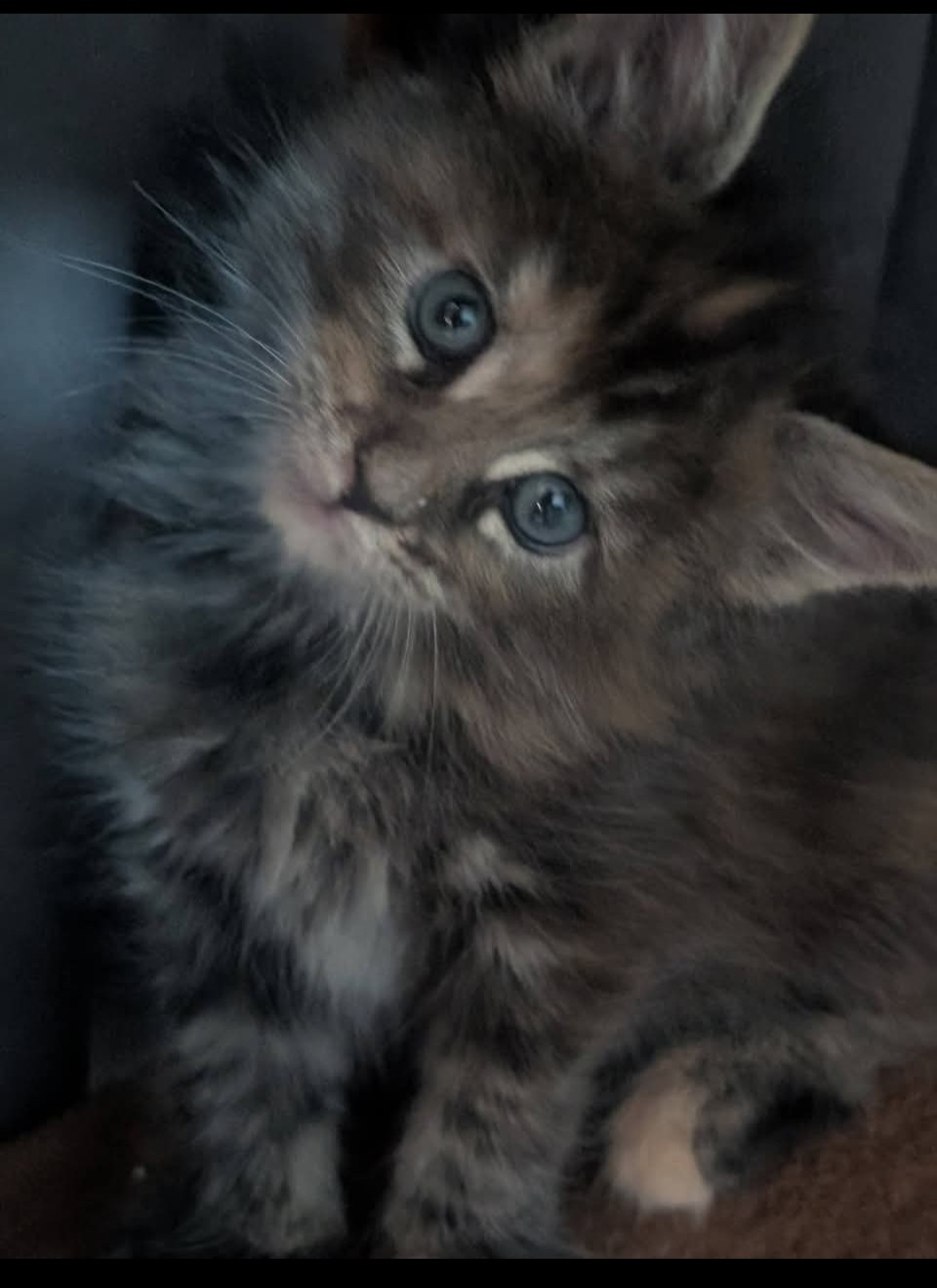 Past litter Maine Coon kitten from Koala-T Coons