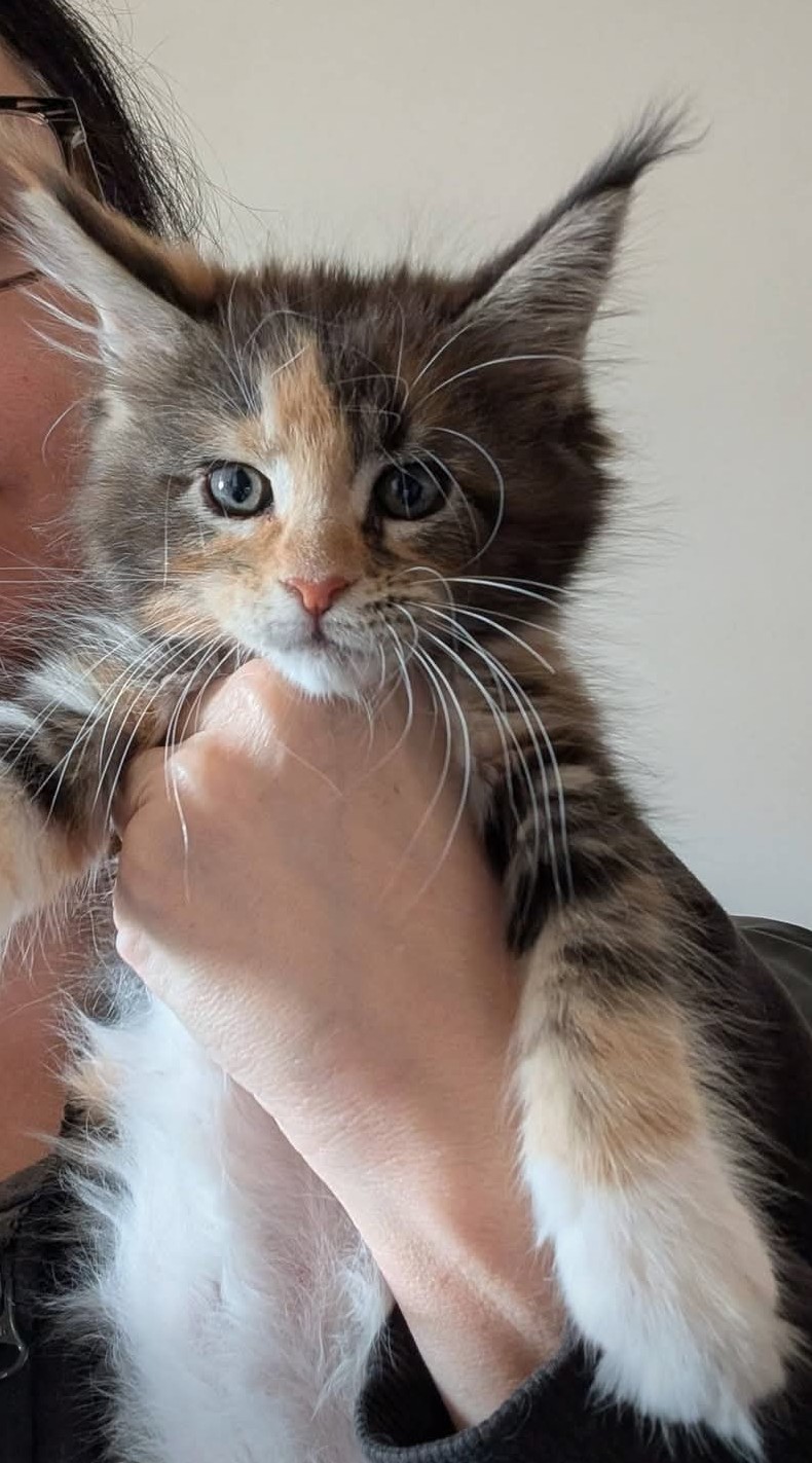 Past litter Maine Coon kitten from Koala-T Coons