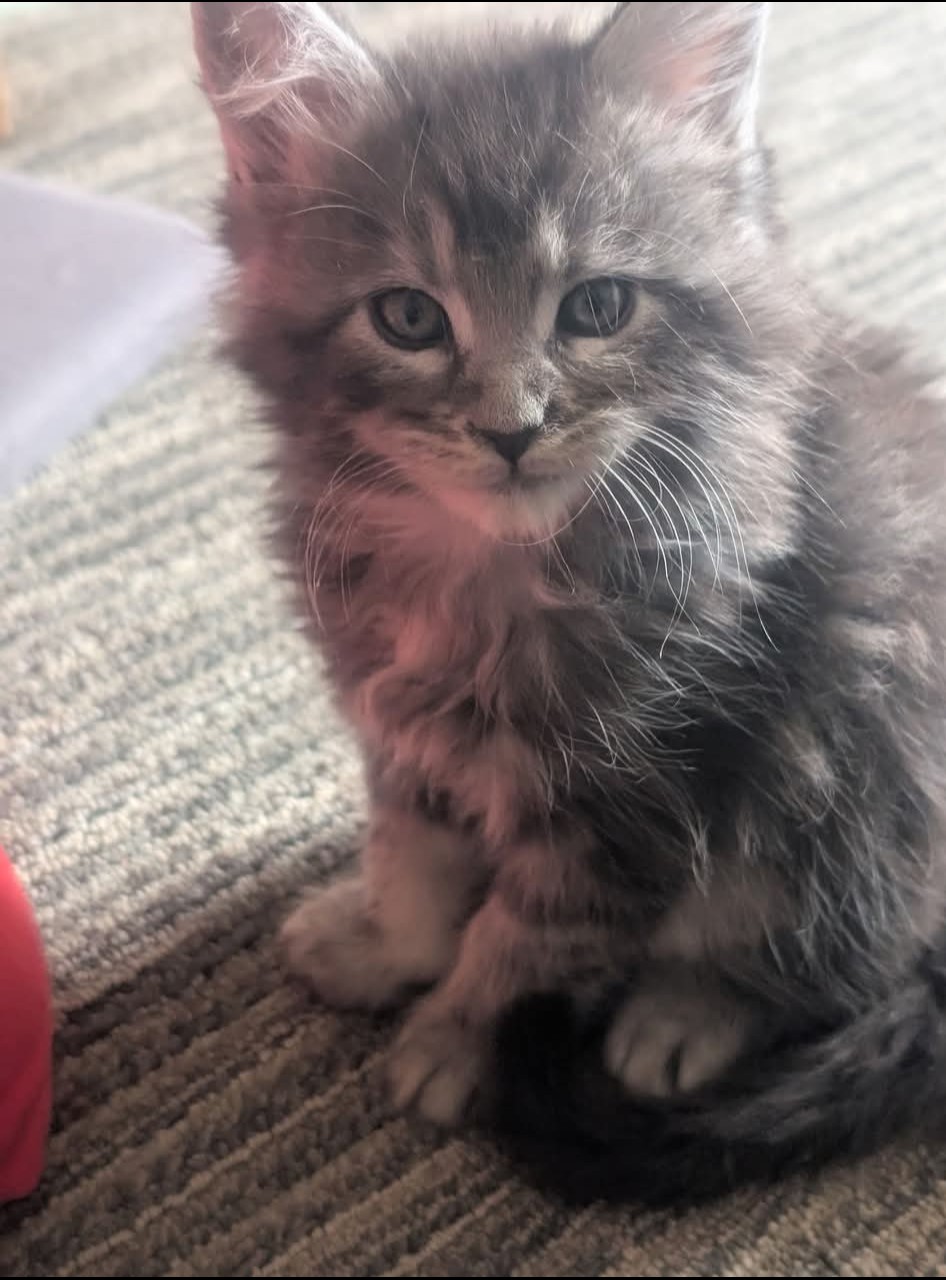 Past litter Maine Coon kitten from Koala-T Coons