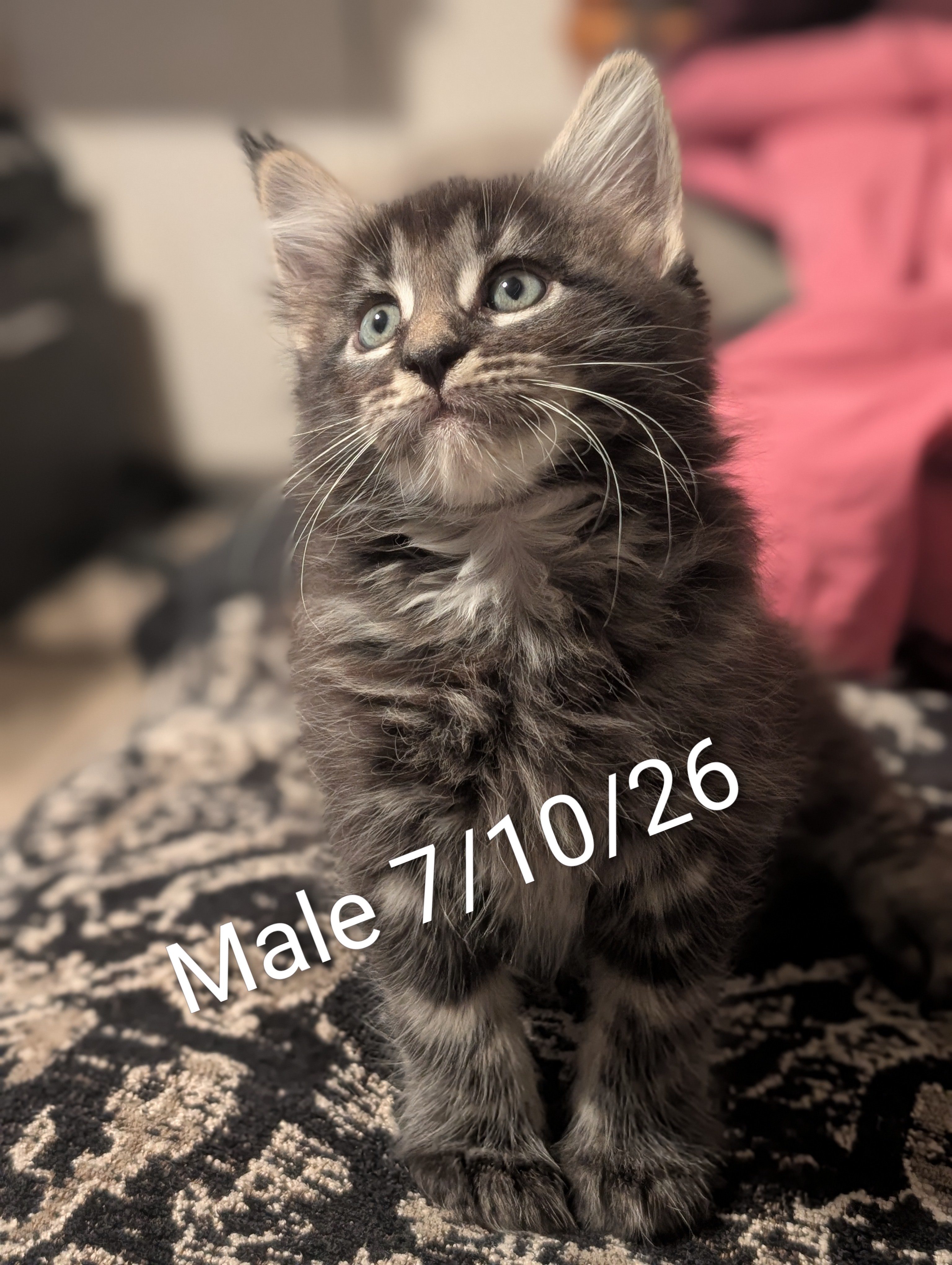 Male Maine Coon kitten, brown tabby, Chester x Dutchess litter at Koala-T Coons