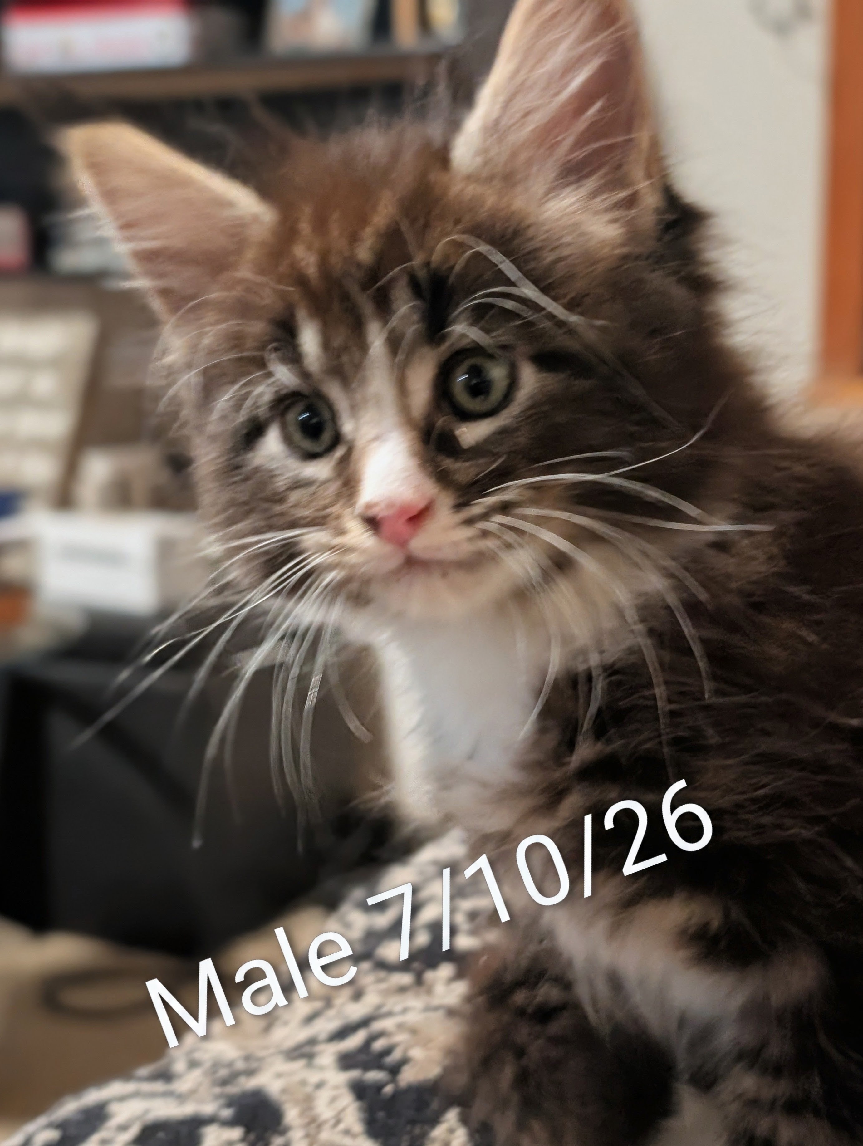 Male Maine Coon kitten, brown tabby, Chester x Dutchess litter at Koala-T Coons