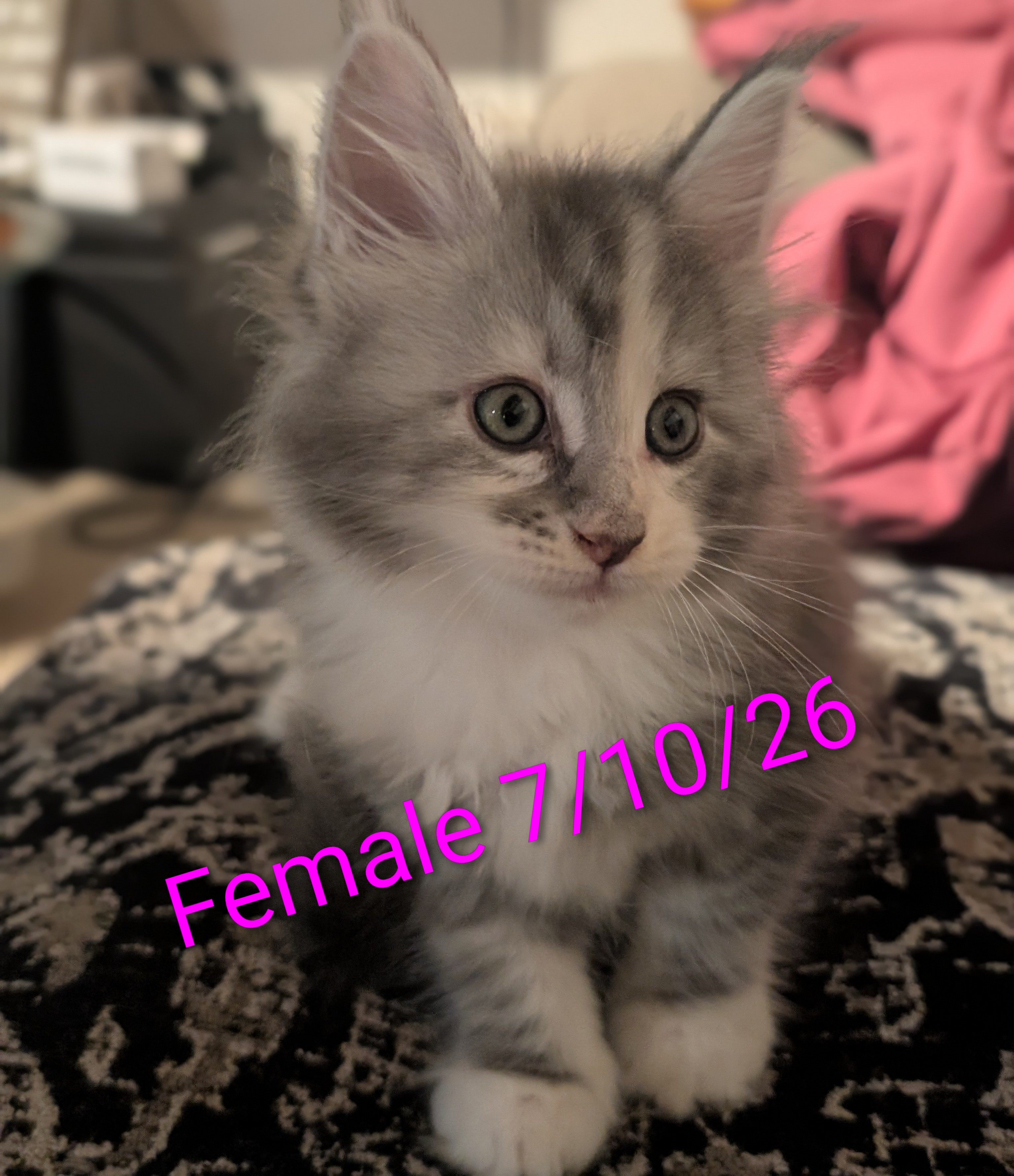 Female Maine Coon kitten, grey and white tabby, Chester x Dutchess litter at Koala-T Coons
