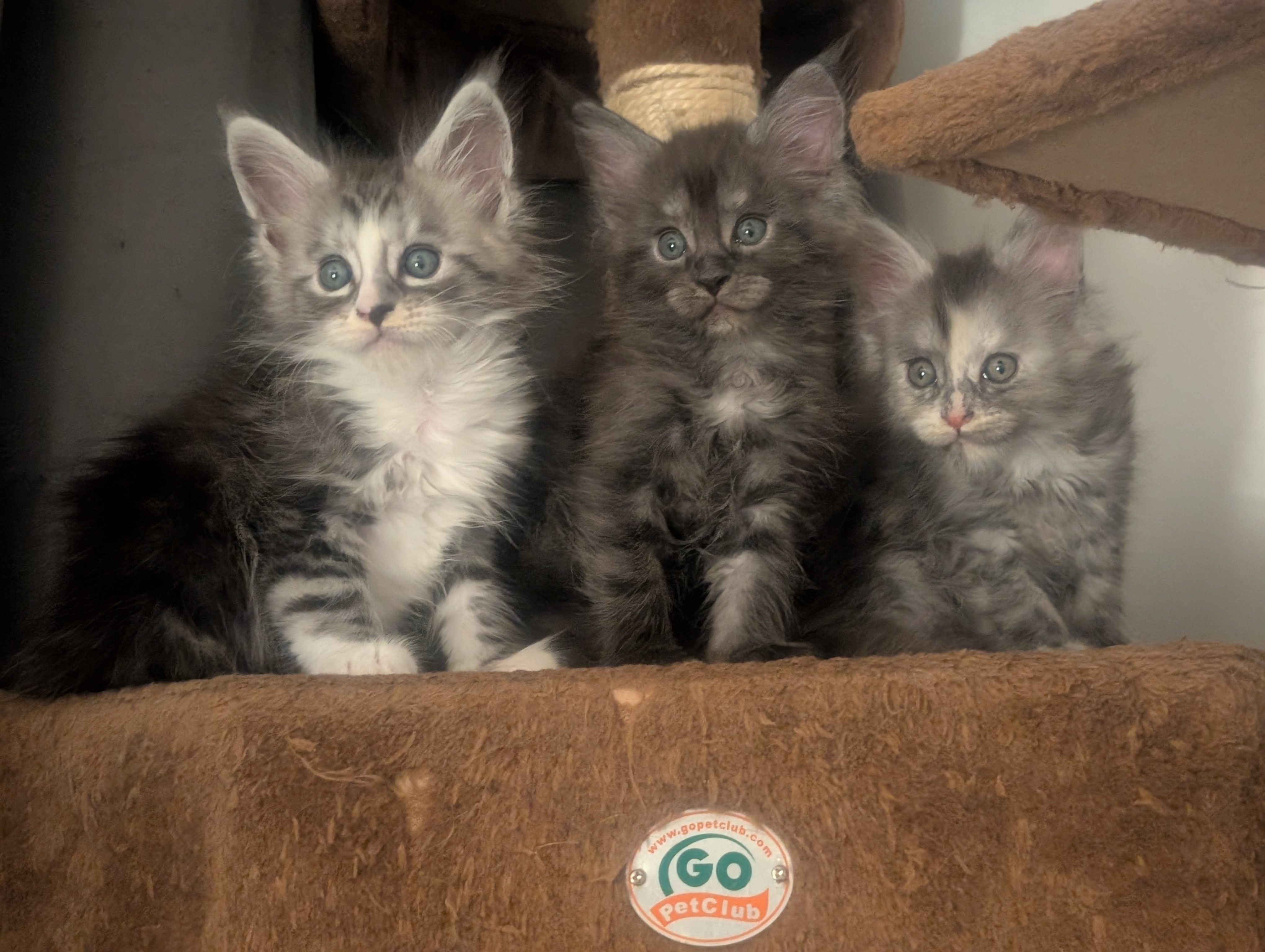 Three Maine Coon kittens from the Indie x Chester litter perched together, Koala-T Coons, Chambersburg PA