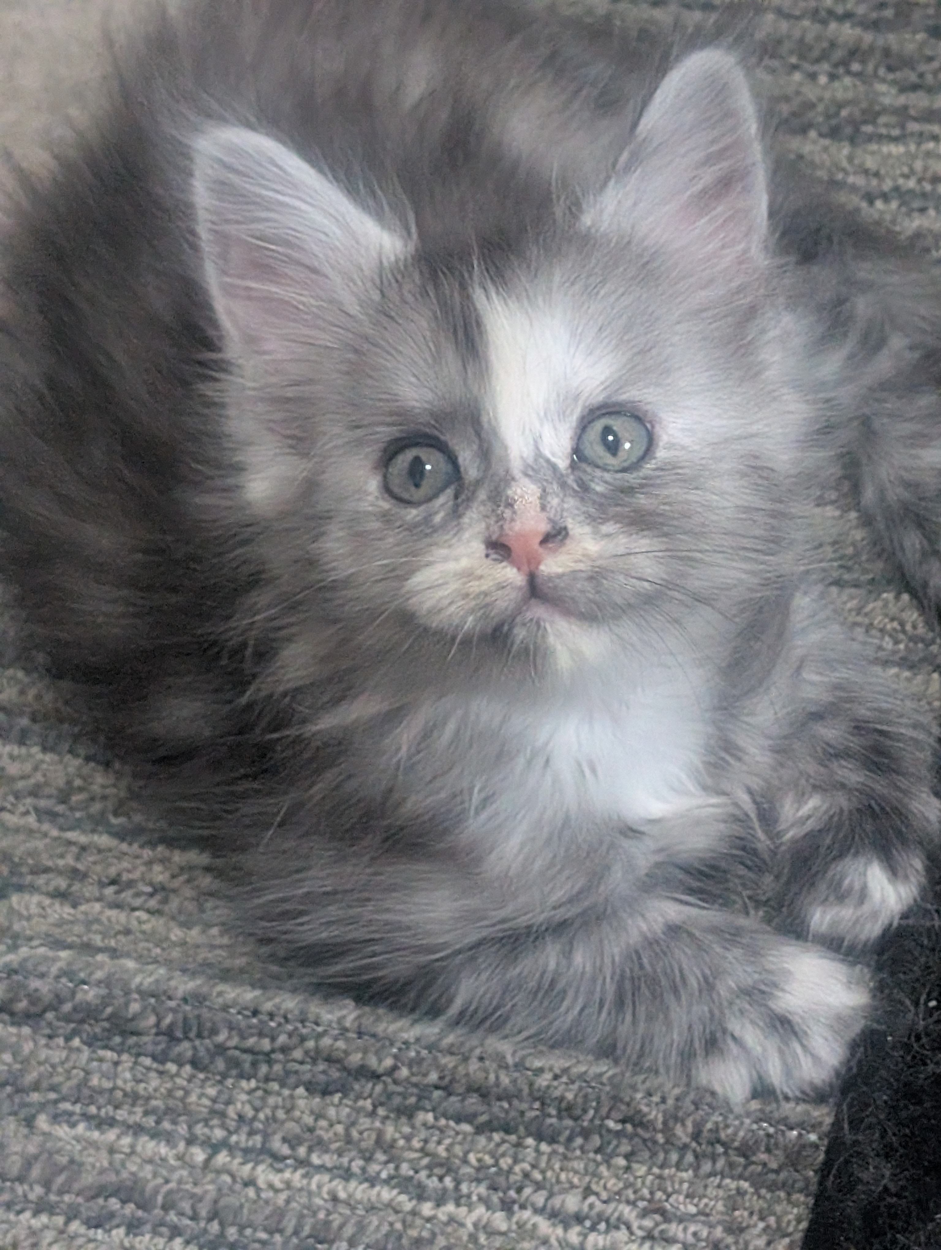 Female Maine Coon kitten, light grey with blue eyes, Indie x Chester litter at Koala-T Coons