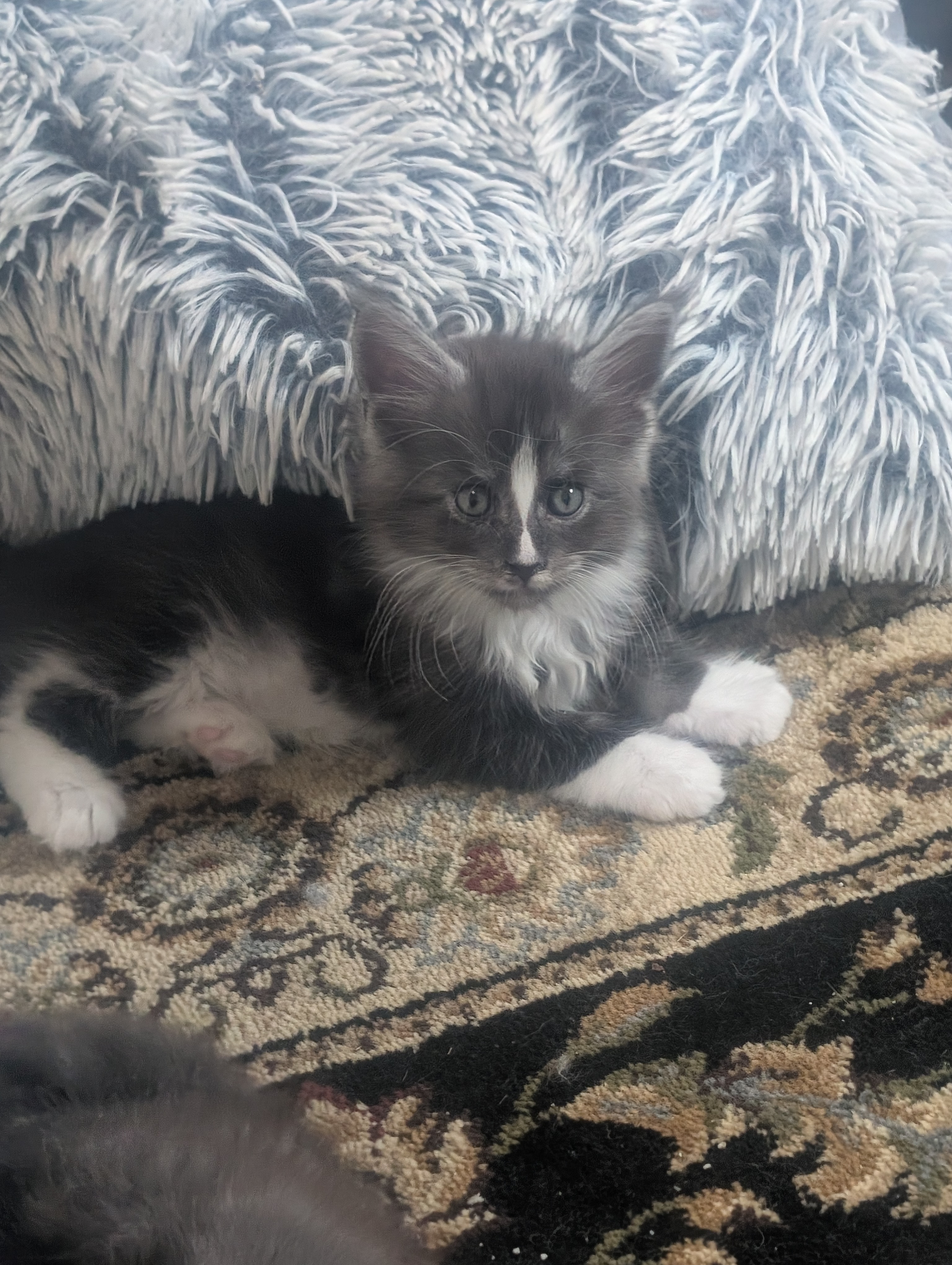 Male Maine Coon kitten, black with white paws and a white facial stripe, Indie x Chester litter at Koala-T Coons