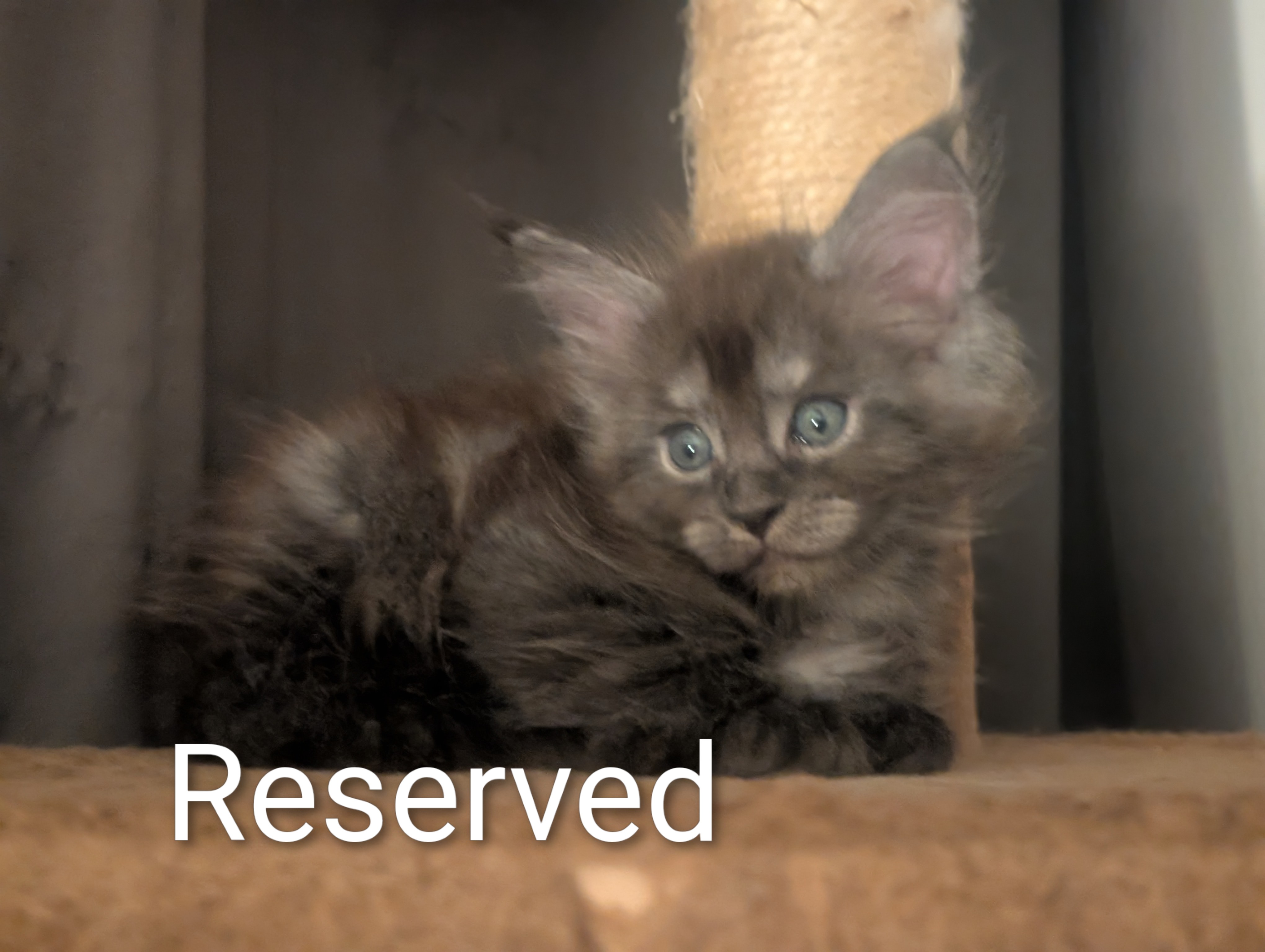 Reserved Maine Coon kitten from the Indie x Chester litter at Koala-T Coons