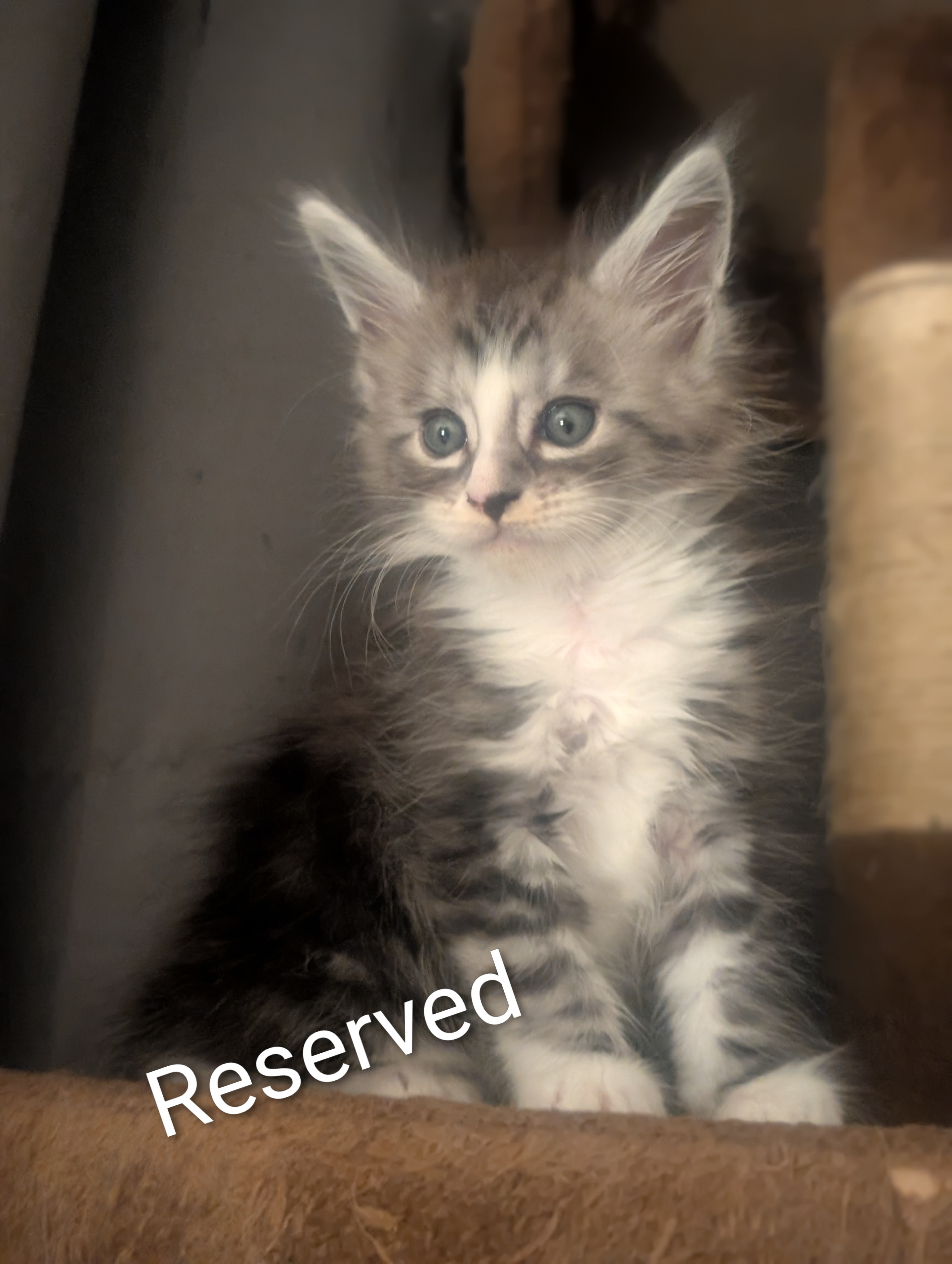 Reserved Maine Coon kitten from the Indie x Chester litter at Koala-T Coons