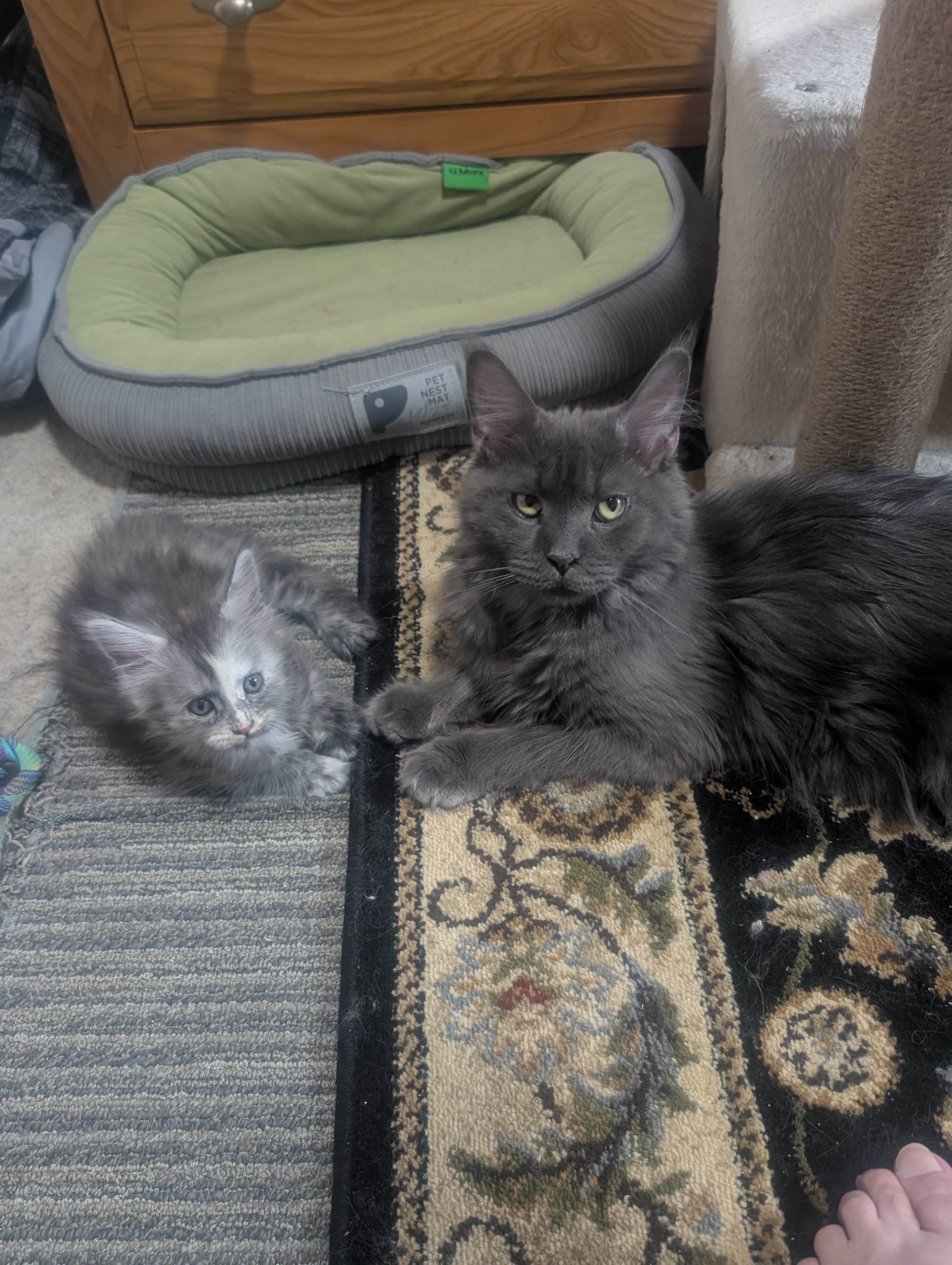 Queen Indie with one of her kittens from the current litter, Koala-T Coons