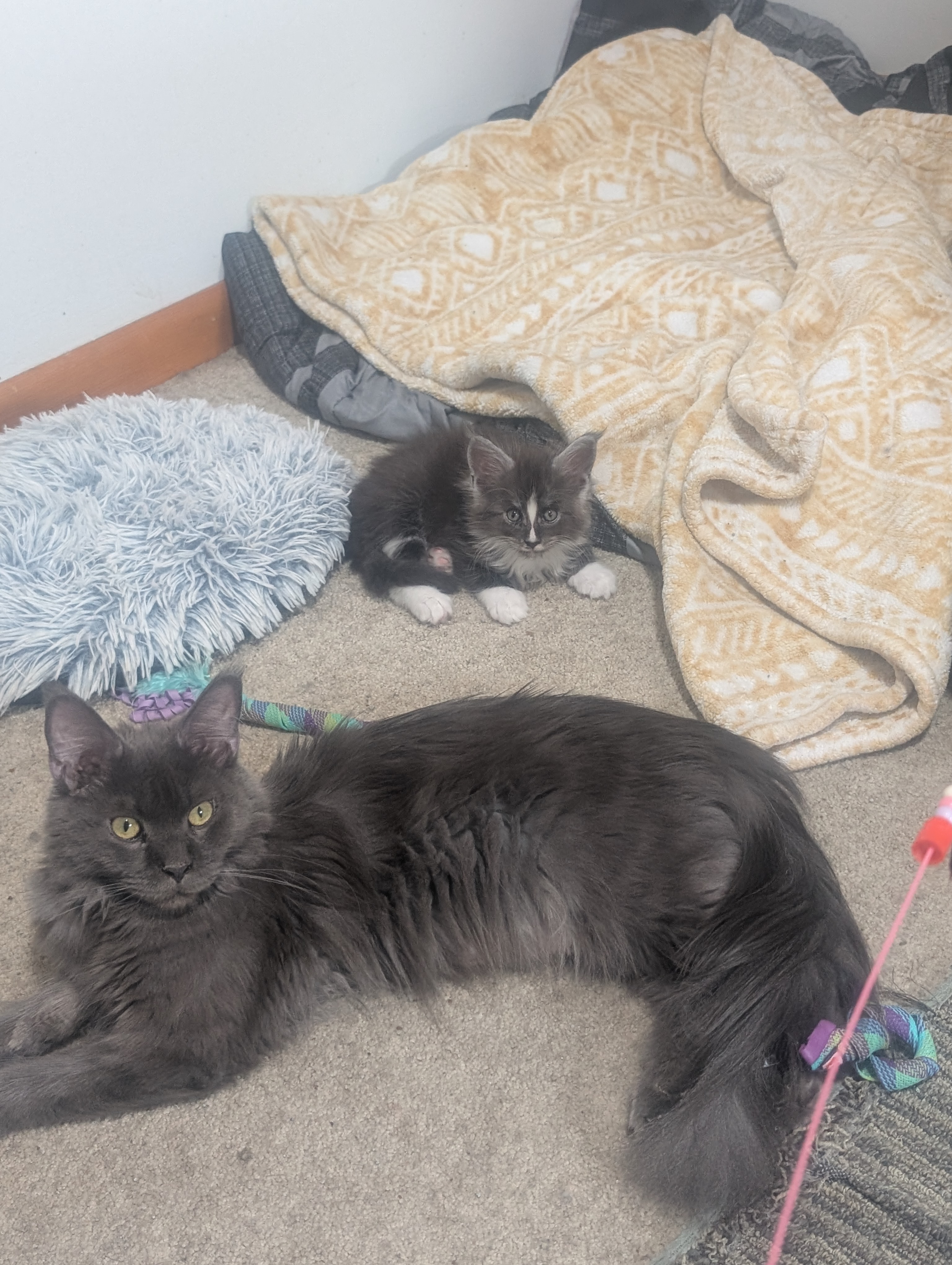 Queen Indie with one of her kittens from the current litter, Koala-T Coons
