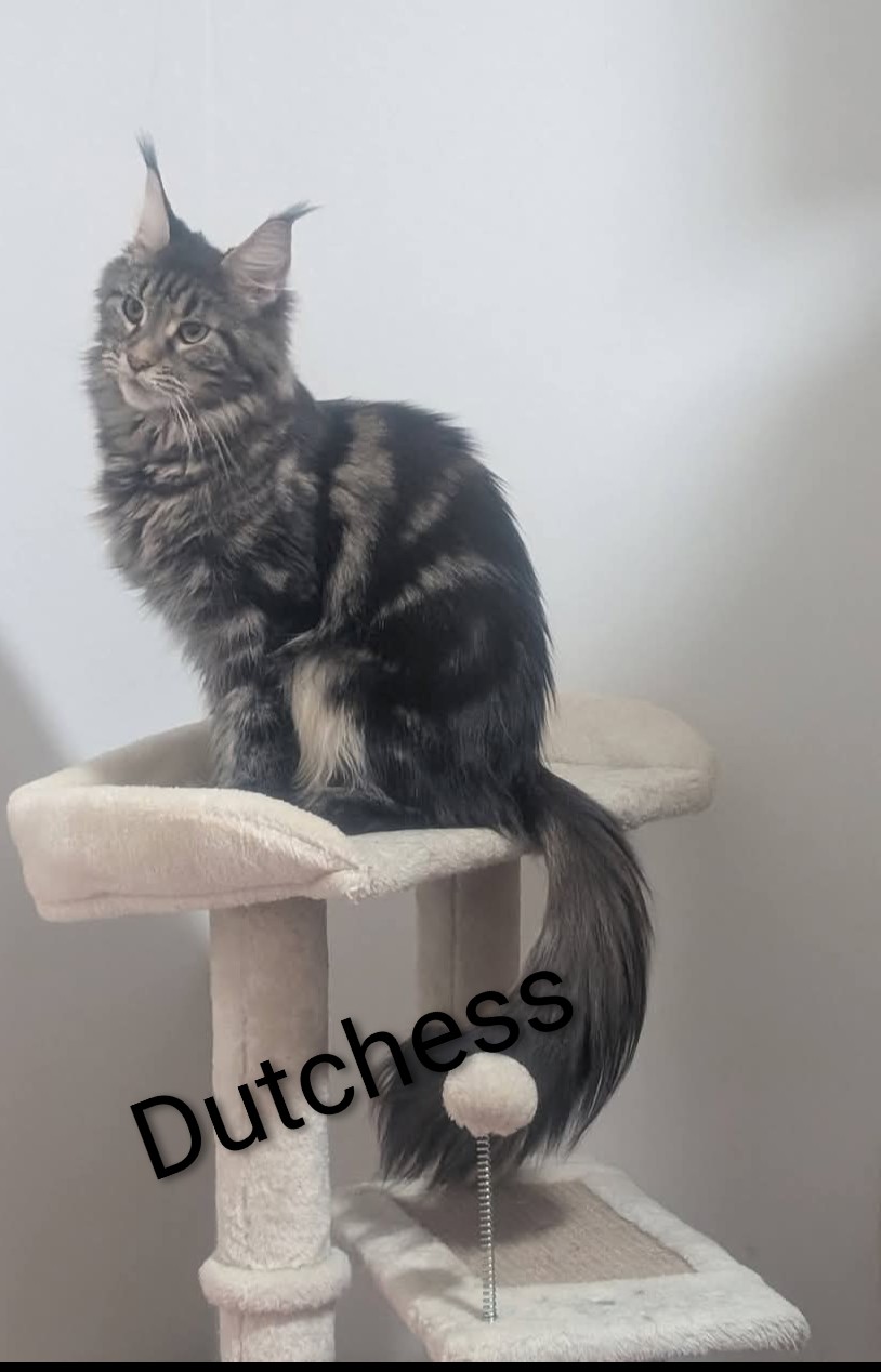 Queen Dutchess, Maine Coon breeding queen at Koala-T Coons, Chambersburg, PA