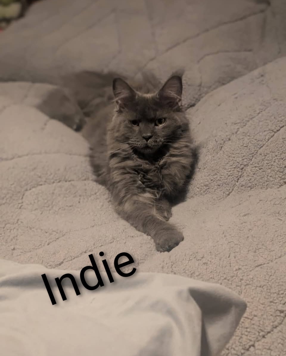 Queen Indie, Maine Coon breeding queen at Koala-T Coons, Chambersburg, PA