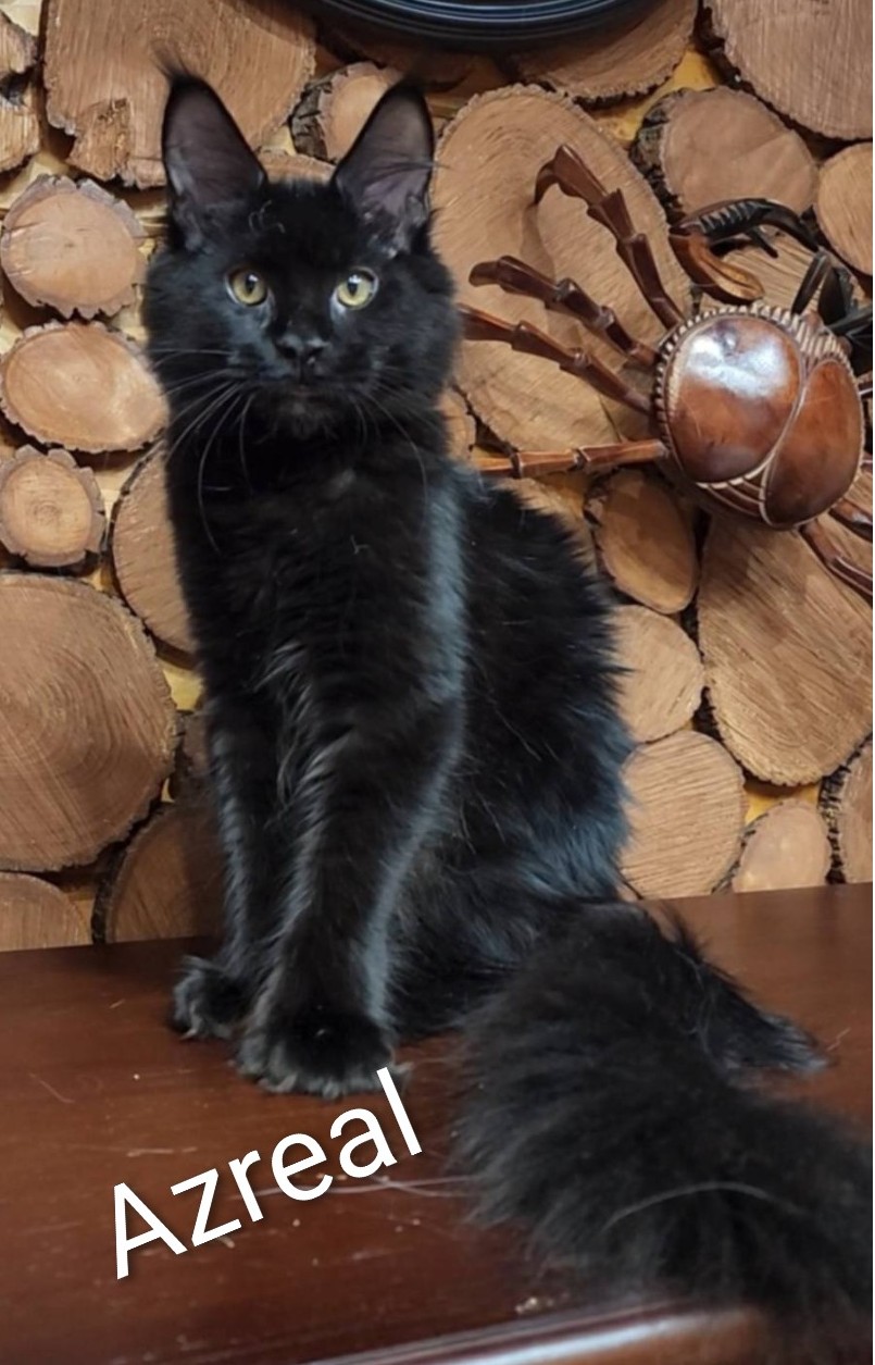Queen Azreal, Maine Coon breeding queen at Koala-T Coons, Chambersburg, PA